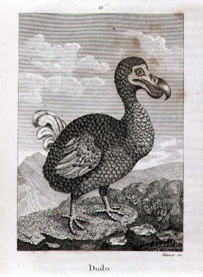The Dodo, from 