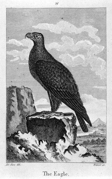 The Eagle, from 