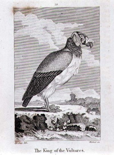 The King of The Vultures, from 