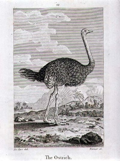 The Ostrich, from 