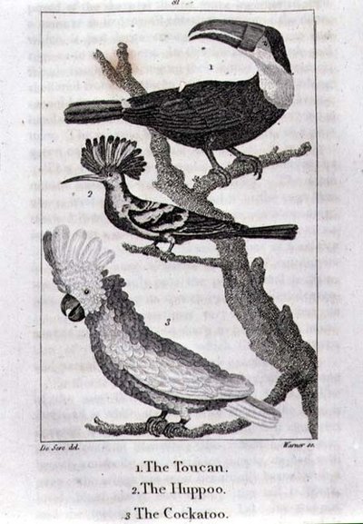 The Toucan, The Huppoo and The Cockatoo, from 
