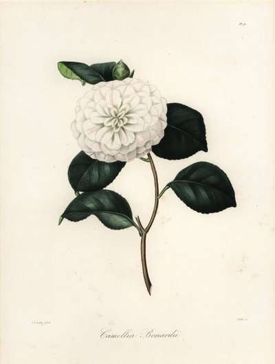 Camellia Japonica Variety, Camellia bonardii or Camellia bonnardii by Jakob (after) Jung