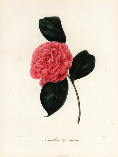 Camellia japonica variety, Camellia squamosa or Camellia squammosa by Jakob (after) Jung