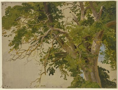 Treetop by Jakob Becker