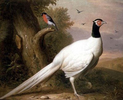 A White Pheasant in a Landscape by Jakob Bogdani or Bogdany