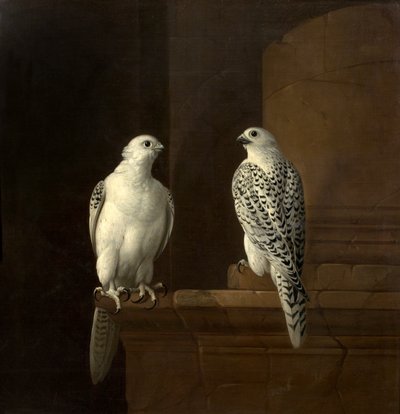 Two Iceland Falcons by Jakob Bogdani or Bogdany