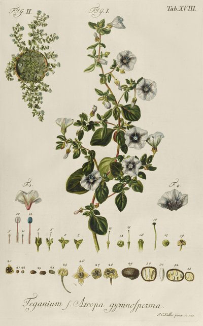 Convolvulus: Teganium f. Atropa Gymnosperma from "Plantae Rariores" by Jakob Christoph Keller