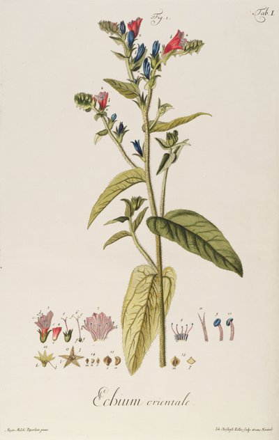 Echium: Orientale from Icones Plantarum, c.1763 by Jakob Christoph Keller