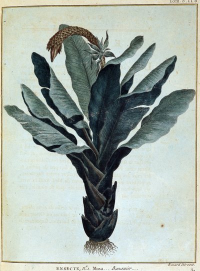 Banana (Journey to Nubia and Abyssinia) by James Bruce