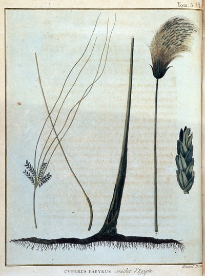 Cyperus Papyrus, Strain of Egypt - in 