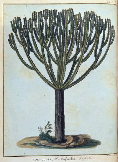 Kol-quall (Kol quall), euphorbia (cactus) - in Journey to Nubia and Abyssinia undertaken to discover the sources of the Nile during the years 1768 to 1772, by James Bruce, vol. 1, Paris by James Bruce