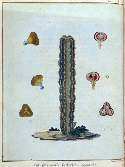 Kol-quall (Kol quall), euphorbia (cactus) - in “Journey to Nubia and Abyssinia undertaken to discover the sources of the Nile during the years 1768 to 1772”, by James Bruce, vol. 1, Paris by James Bruce