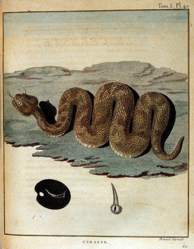 Serpent - in Journey to Nubia and Abyssinia undertaken to discover the sources of the Nile during the years 1768 to 1772, by James Bruce, Paris by James Bruce