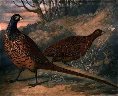 Pheasants, plate 2 of British Feather Game by James (after) Barenger