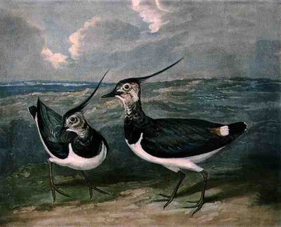 Plovers, plate 9 of British Feather Game by James (after) Barenger