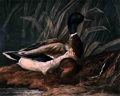 Wild Ducks, plate 5 of British Feather Game, engraved by Charles Turner, pub. by R. Ackermann, c.1810 by James (after) Barenger