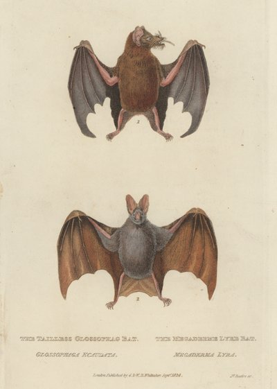 Tailless Glossophag Bat and Megaderme Lyre Bat by James (after) Basire
