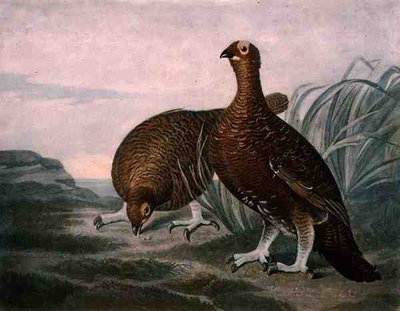Red Grouse, plate 8 of British Feather Game, engraved by Charles Turner, pub. by R. Ackermann, c.1810 by James (after) Sillett
