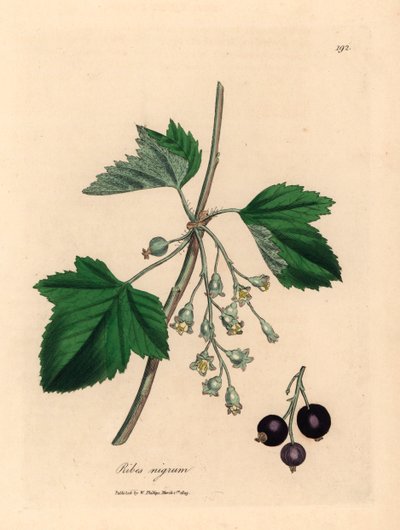 Blackcurrant tree, Ribes nigrum, from a botanical illustration by James Sowerby from William Woodville and Sir William Jackson Hooker