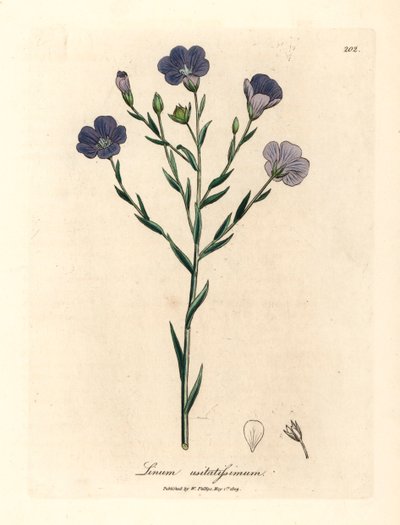 Blue flowered flax, Linum usitatissimum, from a botanical illustration by James Sowerby from William Woodville and Sir William Jackson Hooker