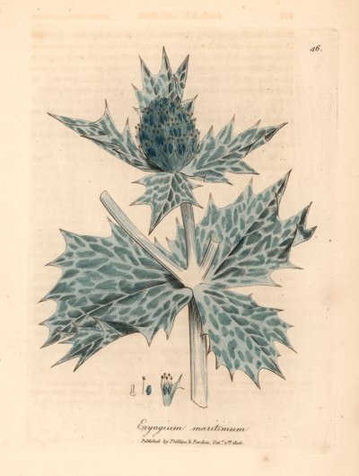 Blue flowered sea holly or eryngo, Eryngium maritinum, from 