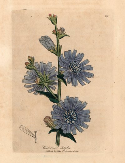 Blue flowered wild succory or chicory, Cichorium intybus, from a botanical illustration by James Sowerby from William Woodville and Sir William Jackson Hooker