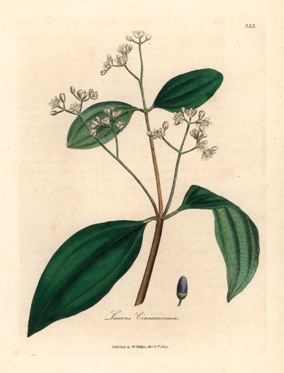 Cinnamon Tree, Laurus Cinnamomum, from a Botanical Illustration by James Sowerby from William Woodville and Sir William Jackson Hooker