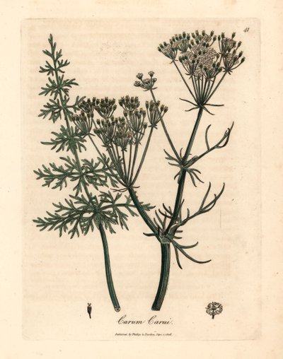 Common Caraway, from 