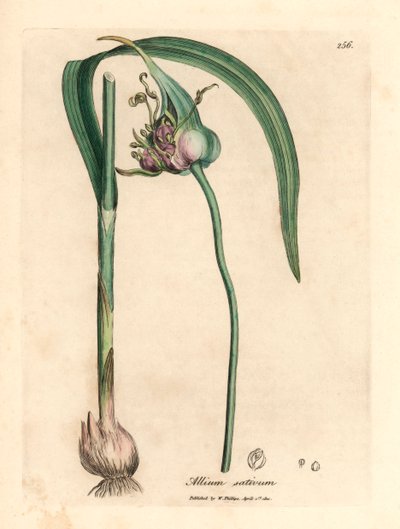 Common cultivated garlic, Allium sativum, from a botanical illustration by James Sowerby from William Woodville and Sir William Jackson Hooker
