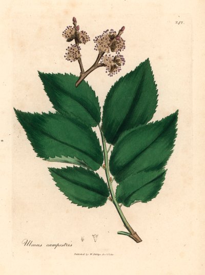Common elm tree, Ulmus campestris, from a botanical illustration by James Sowerby from William Woodville and Sir William Jackson Hooker