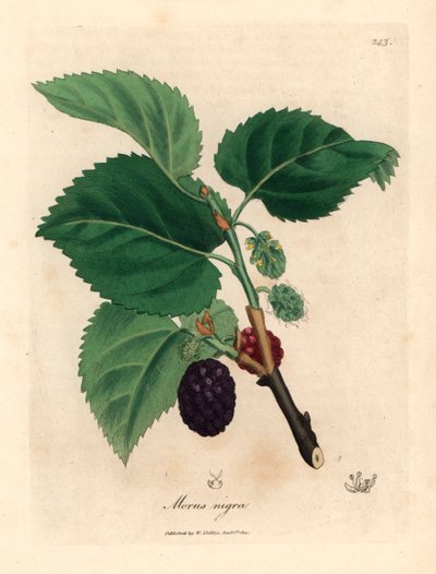 Common mulberry tree, Morus nigra, from a botanical illustration by James Sowerby from William Woodville and Sir William Jackson Hooker