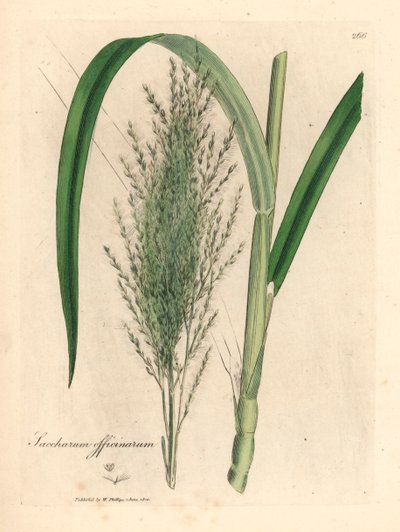 Common sugar cane, Saccharum officinarum, from a botanical illustration by James Sowerby from William Woodville and Sir William Jackson Hooker