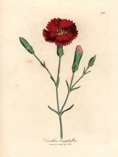 Crimson carnation, clove pink, Dianthus caryophyllus, from a botanical illustration by James Sowerby from William Woodville and Sir William Jackson Hooker