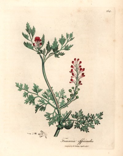Crimson flowered fumitory, Fumaria officinalis, from a botanical illustration by James Sowerby from William Woodville and Sir William Jackson Hooker