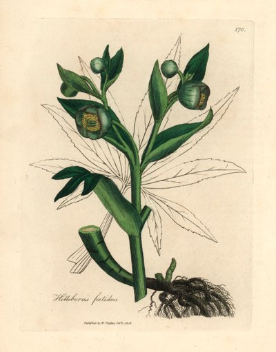Green flowered fetid hellebore or bear