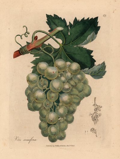 Green grapes, vine and leaves, Vitis vinifera, from 