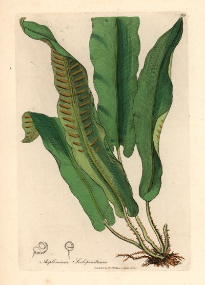 Harts-tongue fern, Asplenium scolopendrium, from a botanical illustration by James Sowerby from William Woodville and Sir William Jackson Hooker