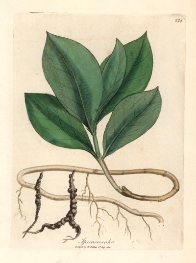 Ipecacuan, Ipecacuanha, from a botanical illustration by James Sowerby from William Woodville and Sir William Jackson Hooker