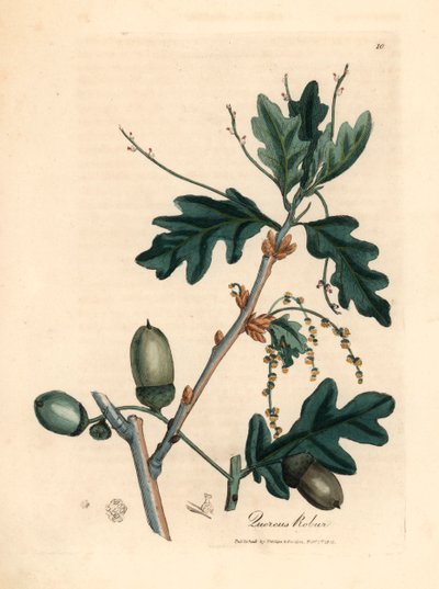Leaves and acorns of the common oak, Quercus robur, from a botanical illustration by James Sowerby from William Woodville and Sir William Jackson Hooker