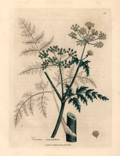 Leaves and Flowers of Hemlock, from 