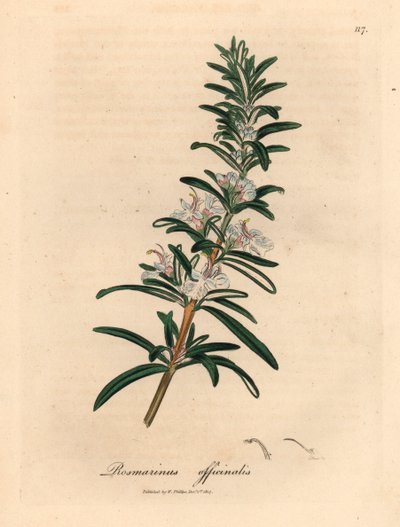 Light blue flowered rosemary, Rosmarinus officinalis, from a botanical illustration by James Sowerby from William Woodville and Sir William Jackson Hooker