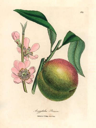 Peach Tree with Ripe Fruit and Pink Blossom, from a Botanical Illustration by James Sowerby from William Woodville and Sir William Jackson Hooker