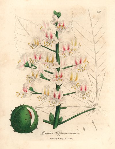 Pink Blossom and Fruit of the Horse Chestnut Tree, Aesculus Hippocastanum, from a Botanical Illustration by James Sowerby from William Woodville and Sir William Jackson Hooker