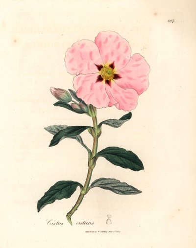Pink Flowered Cretan Cistus, Cistus Creticus, from a Botanical Illustration by James Sowerby from William Woodville and Sir William Jackson Hooker