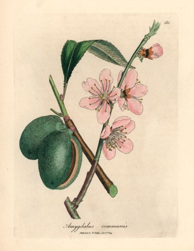Pink flowered almond tree, Amygdalus communis, from a botanical illustration by James Sowerby from William Woodville and Sir William Jackson Hooker