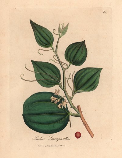 Pink flowered and berry of sarsaparilla smilax, Smilax sarsaparilla, from 