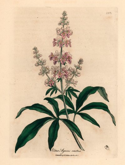Pink Flowered Chaste Tree, from a Botanical Illustration by James Sowerby from William Woodville and Sir William Jackson Hooker