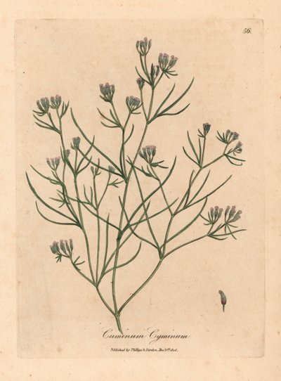 Pink flowered cumin, Cuminum cyminum, from a botanical illustration by James Sowerby from William Woodville and Sir William Jackson Hooker