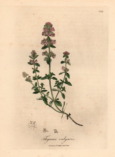Pink Flowered Garden Thyme, from a Botanical Illustration by James Sowerby from William Woodville and Sir William Jackson Hooker