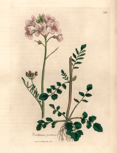 Pink flowered ladies smock or cuckow-flower, Cardamine pratensis, from a botanical illustration by James Sowerby from William Woodville and Sir William Jackson Hooker